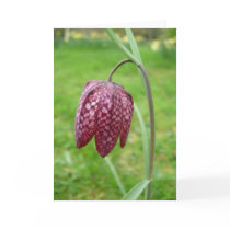 Fritillary Flower Note Card by SerenityCreek Fritillary Flower Note Card
