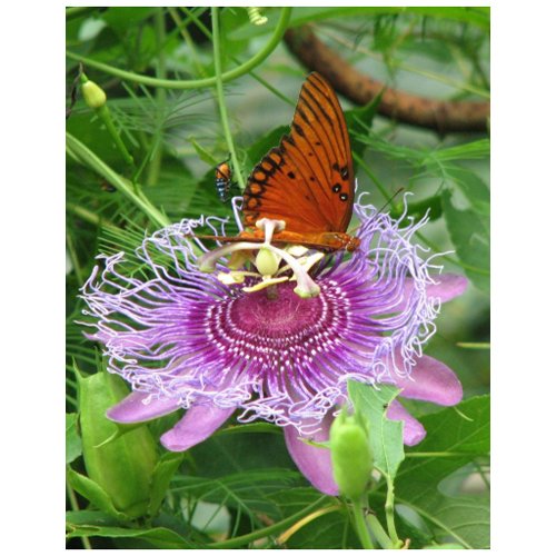 Fritillary & Passion Vine Postcard postcard