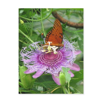 Fritillary & Passion Vine Postcard by naturegirl7