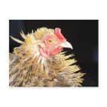 Frizzle Roo Post Card