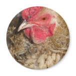 Frizzle Rooster Fridge Magnet