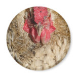 Frizzle Rooster Fridge Magnets