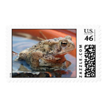 Frog a Sunnin stamps