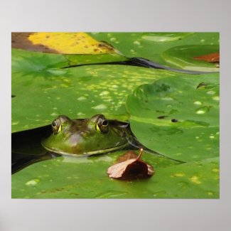 Frog and Lily Pads Posters