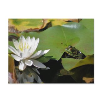 Frog And Water Lily Flower Photo Postcard postcard
