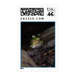 Frog at night