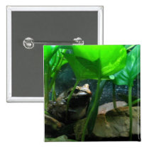 Frog buttons