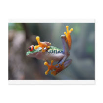 Frog by John Remar Jr. postcards