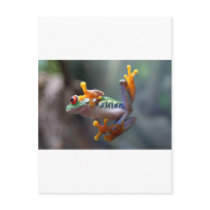 Frog by John Remar Jr. postcards