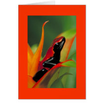 Frog cards