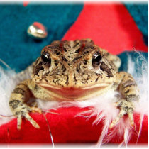 Frog Christmas , Tinsel, feathers, santa pattern Photo Sculpture