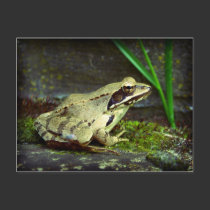 Frog close up / macro postcards