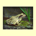 Frog close up / macro postcards