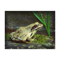 Frog close up / macro postcards by Rainmountain Frog close up / macro postcards