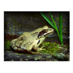 Frog close up / macro postcard
