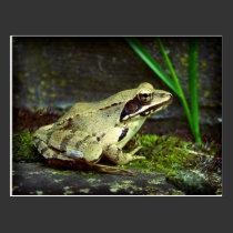 Frog close up / macro postcards