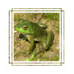 Frog Design Ladies Fitted T-Shirt