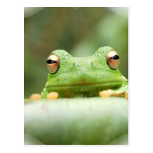 Frog Eyes Postcard