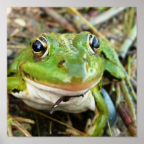Frog Eyes Poster