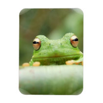 Frog Eyes Premium Magnet