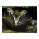 Frog Face posters