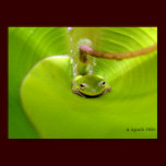 Frog hiding in a Banana leaf posters
