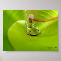 Frog hiding in a Banana leaf Poster