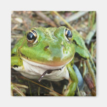 Frog Images Square Magnet