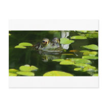 Frog in a Lily Pond Post Cards