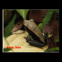 Frog in Kerala, India postcards