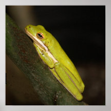 Frog in My Garden Posters