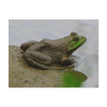 Frog in the Mud postcards