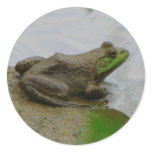 Frog in the Mud stickers