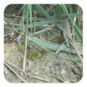 Frog in the Reeds