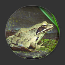 Frog magnet magnets