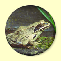 Frog magnet