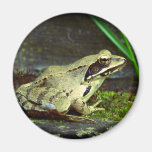 Frog magnet