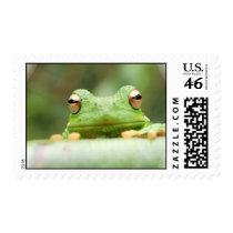 Frog on a Postage Stamp