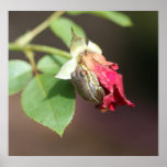 Frog on a Rose Canvas Print