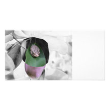 Frog on circle green leaf bw cutout custom photo card
