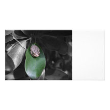 Frog on green leaf bw photo cards