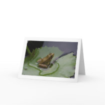 Frog on Lily Pad cards by CelestialPhotography Frog on Lily Pad cards