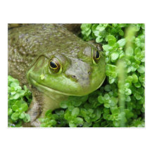 Frog on Marsh Postcard