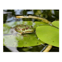 Frog On Water Lily Leaf Post Cards