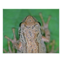 Frog Photo