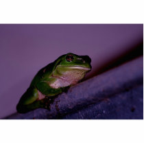 Frog photo sculptures