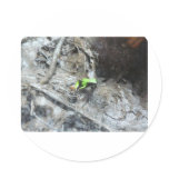 frog,poison dart frog