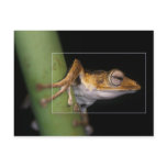 Frog Post Card