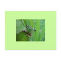 Frog Postcard by naturenook Frog Postcard