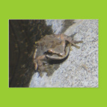 Frog postcard postcards